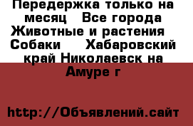 Передержка только на месяц - Все города Животные и растения » Собаки   . Хабаровский край,Николаевск-на-Амуре г.